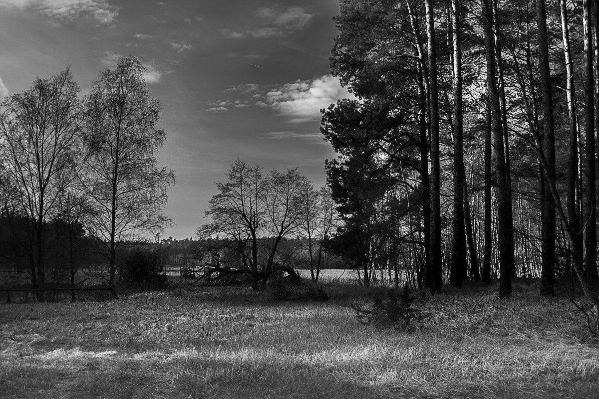 Fotografia czarno biała