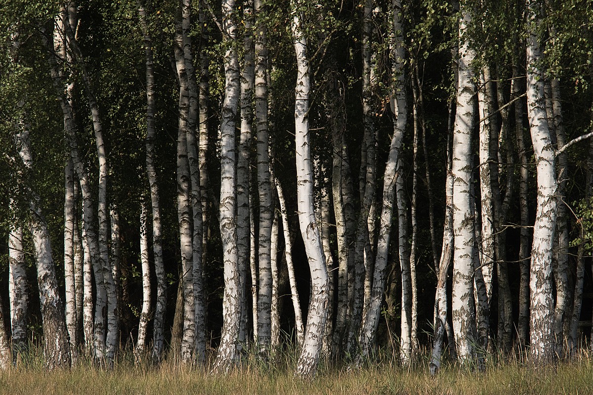 Fotografia czarno biała