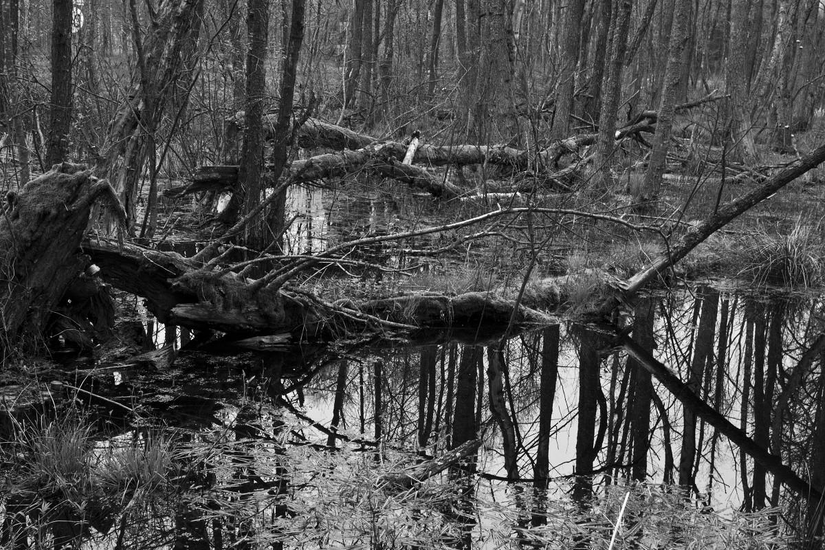 Fotografia czarno biała