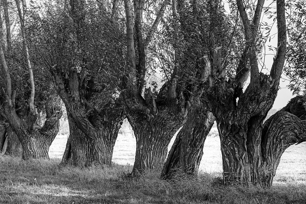 Fotografia czarno biała