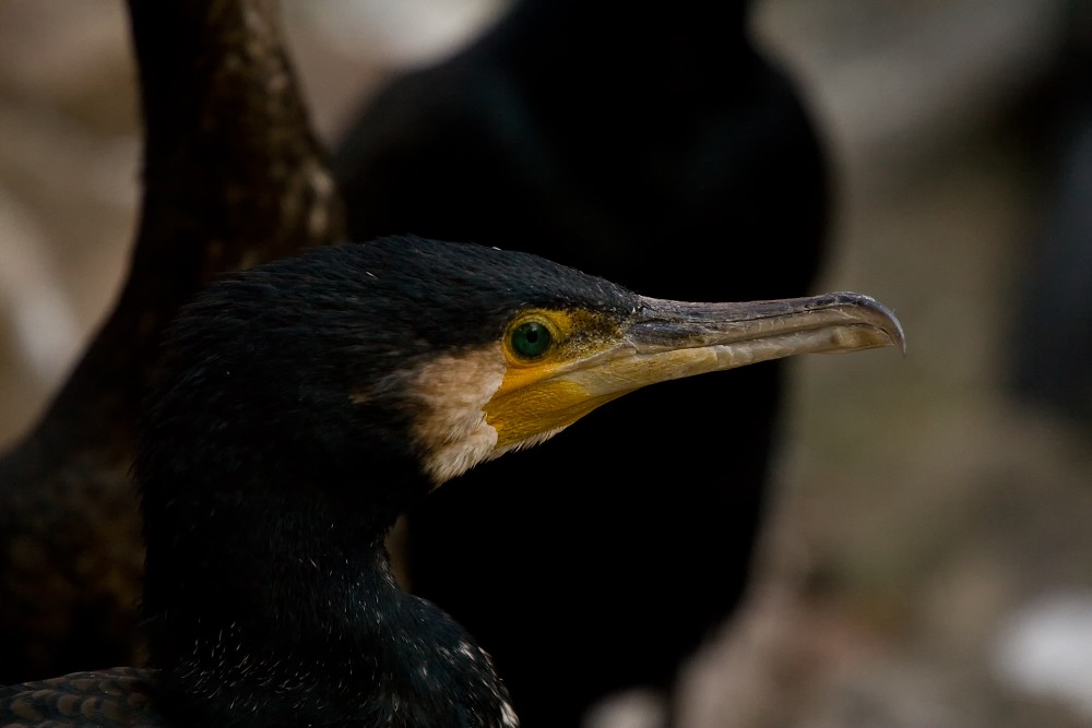 Kormoran