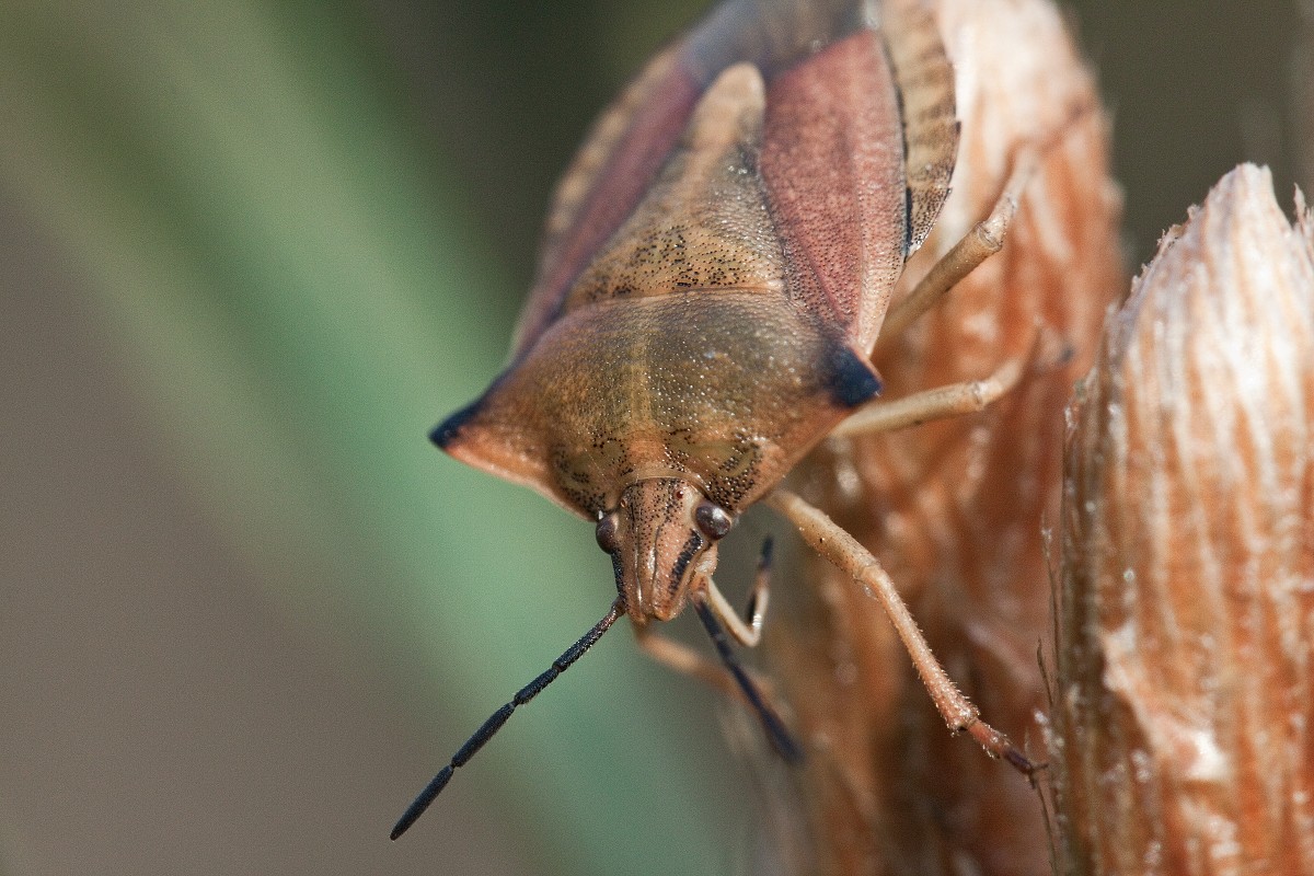 Zbliżenia