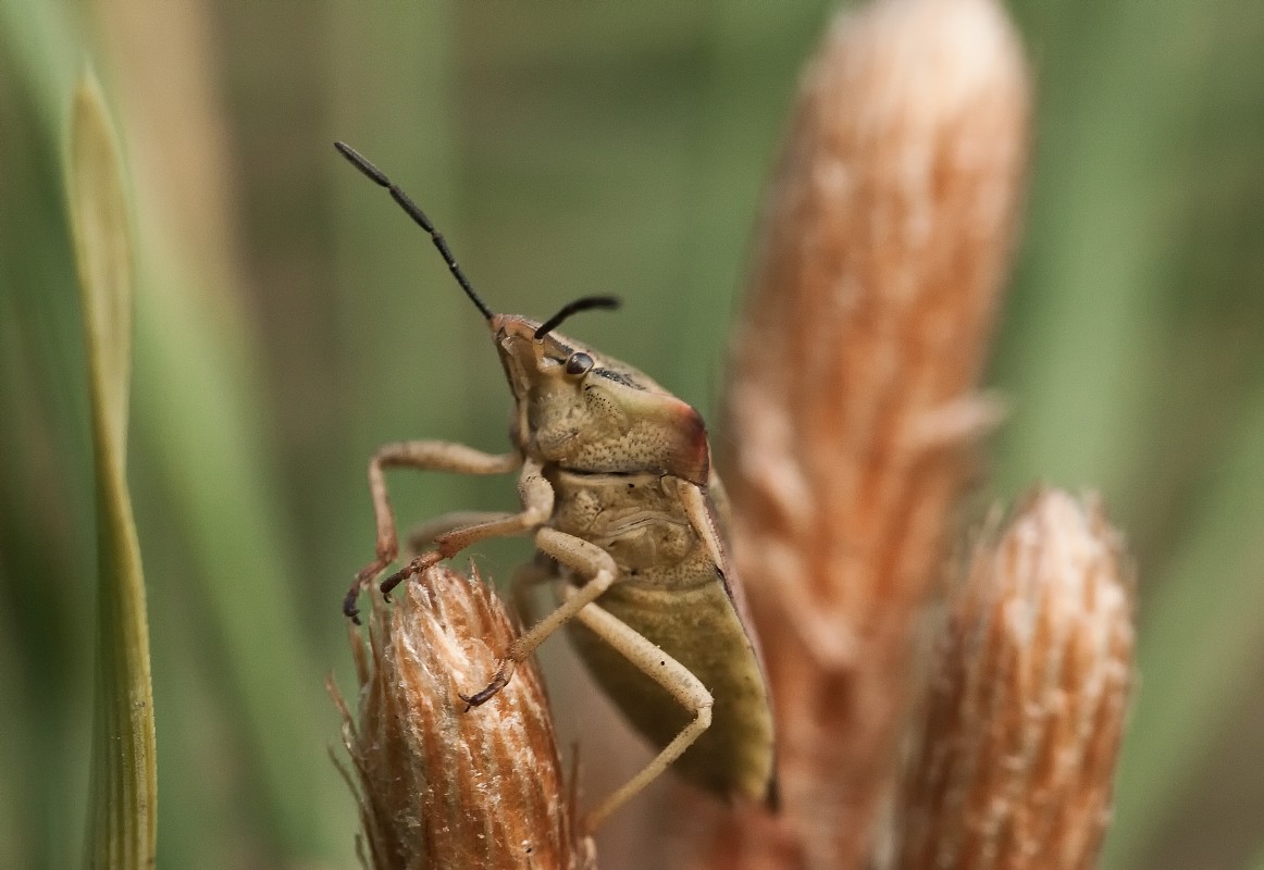 Zbliżenia