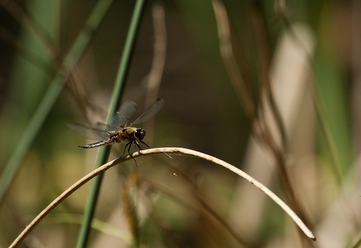 Zbliżenia