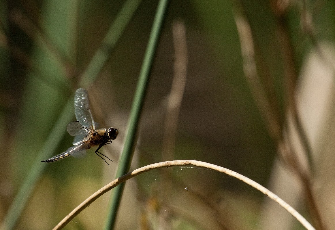 Zbliżenia