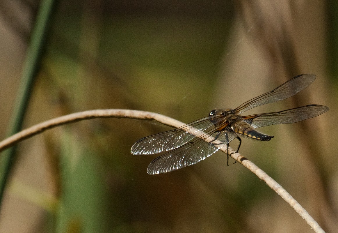 Zbliżenia