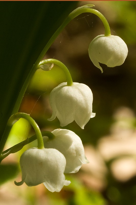 Zbliżenia