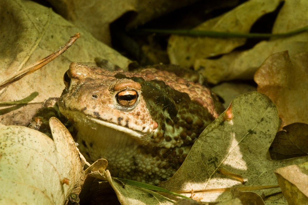 Zbliżenia