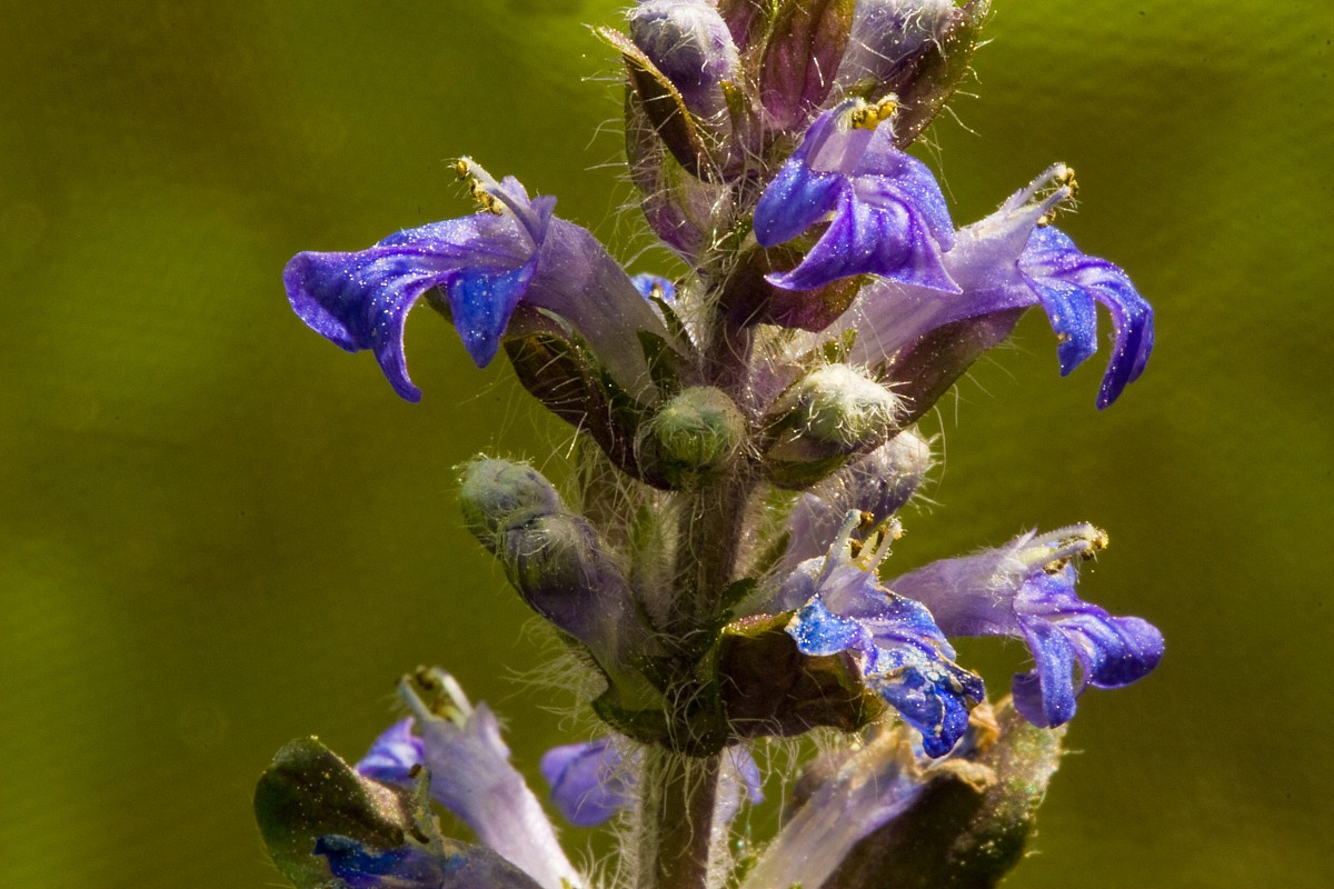 Zbliżenia