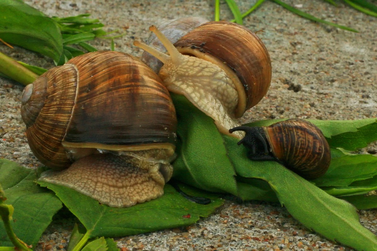 Zbliżenia